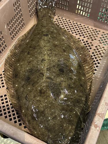 神経〆ヒラメ2kg up/2入約4.5kg(底曳)