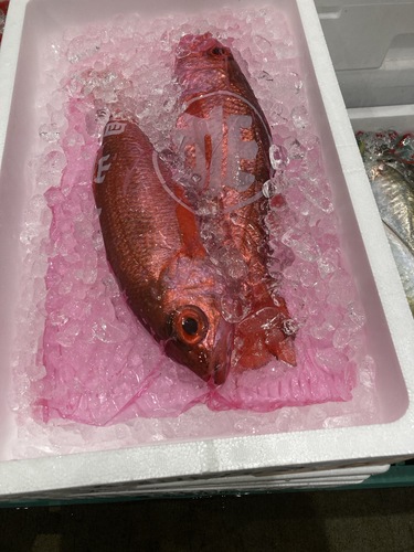 赤ムツ3入約2kg(釣)