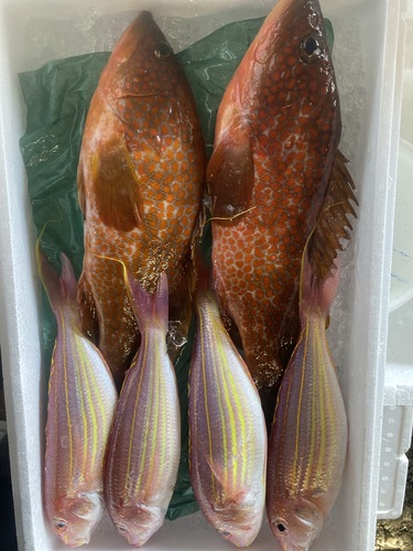 鮮魚BOX6入約2.6kg(釣)