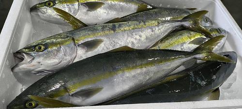 ツバス6入約6kg(定置)