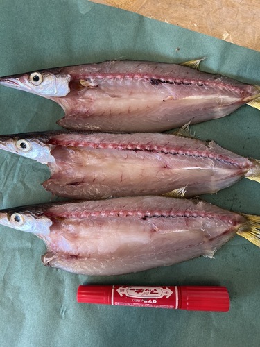 カマス一夜干し20入約3.6kg(刺網)