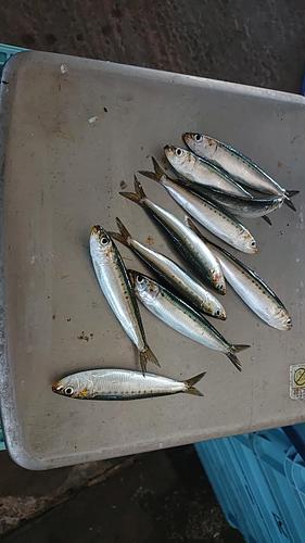 マイワシ平箱 25g位 約3kg(沿岸)