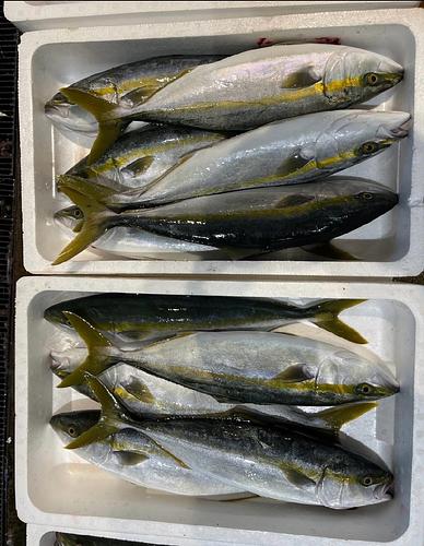 イナダ3入約5kg