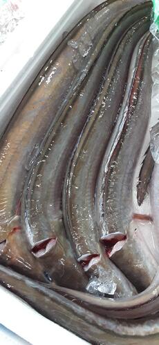 ハモ6入約3.5kg(底曳)