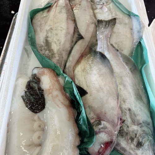 鮮魚BOX約4kg(底曳)