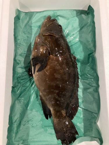 クエ(養殖)