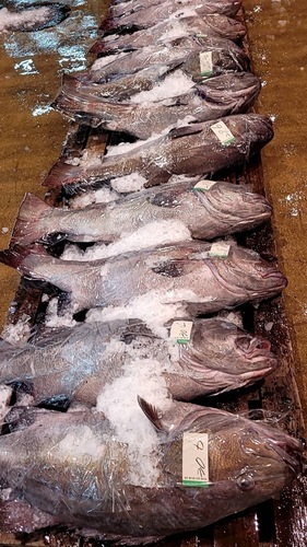 イシナギ19〜20kg1入約19kg(釣)