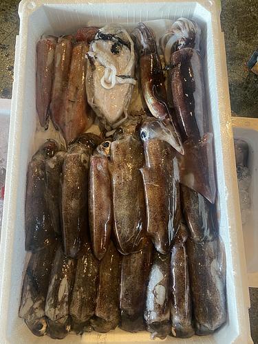 鮮魚BOX20入約4.3kg(定置)