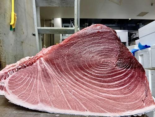 本マグロ(延縄)