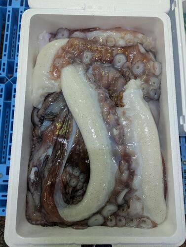 生ムキタコ4入約4kg(底曳)