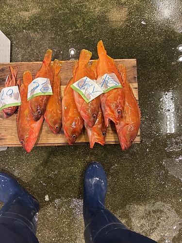 活〆アカハタ8入約4.9kg(釣)