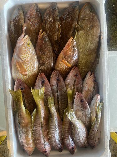 鮮魚BOX21入約5.6kg(定置)