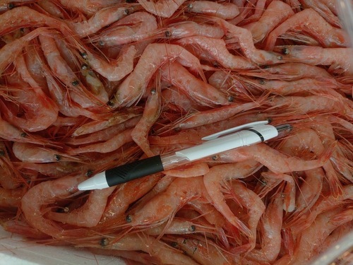 甘エビ小約3.5kg