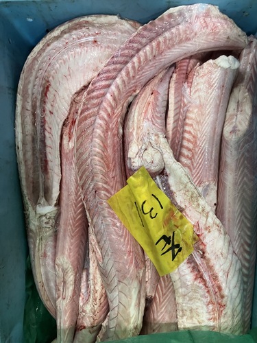 サメ約10kg(底曳)