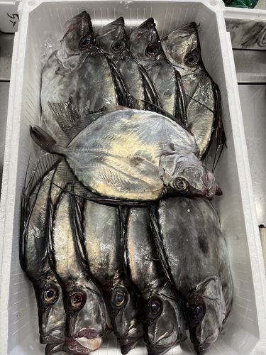カガミダイ10入約7kg(底曳)