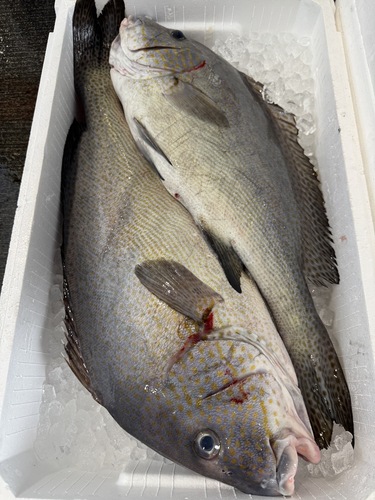 活〆コロダイ2入約5kg(定置)