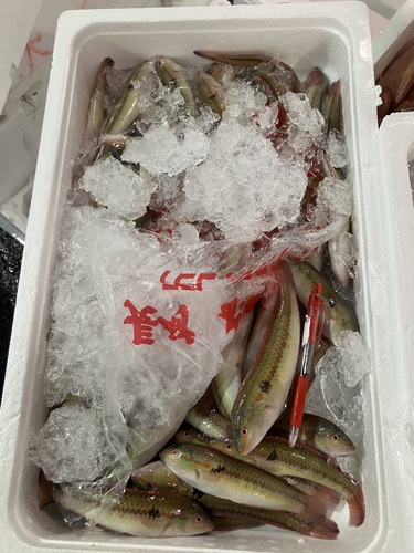 キュウセン青中約3kg