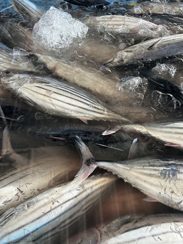 カツオ4入約8kg(釣)