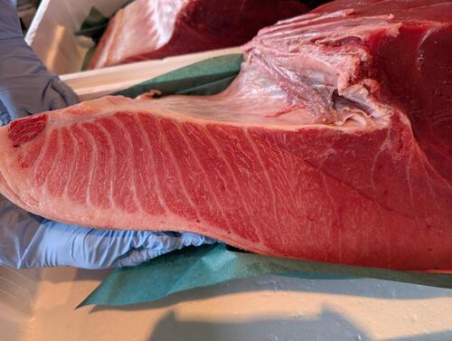 本マグロブロック【メッセージで売約済み】腹中1入約9.6kg(巻網)