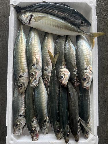 鮮魚BOX約4.7kg(釣)