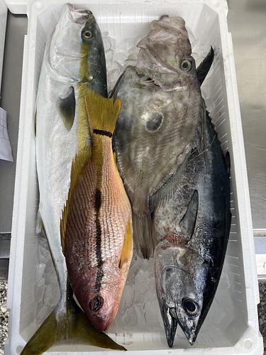 鮮魚BOX約4.9kg(定置)