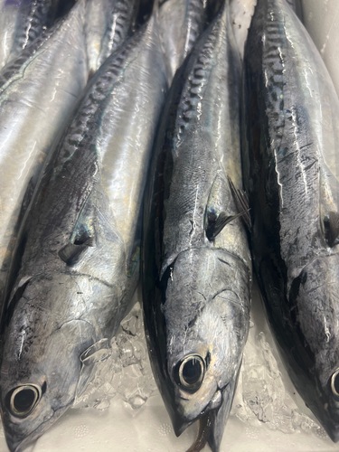 マルソウダ6入約3.5kg(沿岸)