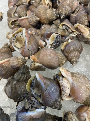 イソツブ1玉25~30ｇ前後約5kg(沿岸)