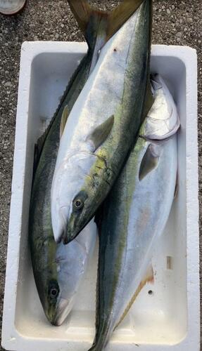 ワラサ11-13キロ台2入約12kg