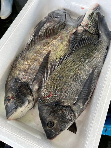 クロダイ大中5入約7kg(巻網)