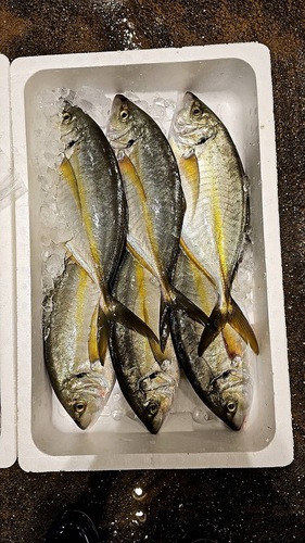 シマアジ700g〜900g約5kg(定置)