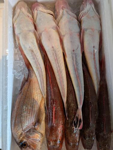 鮮魚BOX9入約4.4kg(釣)