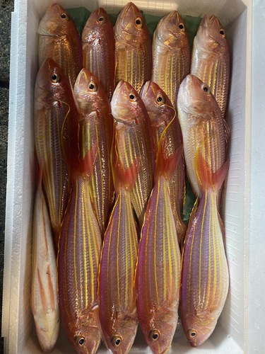 イトヨリダイ15入約4.5kg(釣)