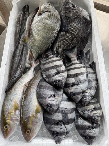 鮮魚BOX約4.3kg(定置)