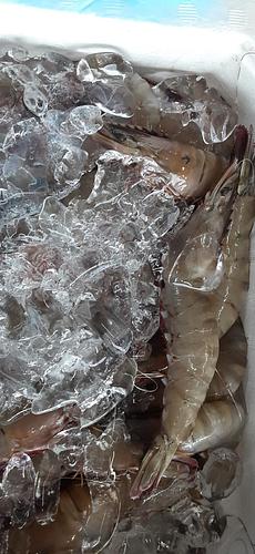 クマエビ40g前後約2.6kg(底曳)