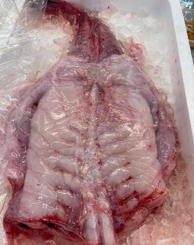 アンコウ（ムキ身）1/2入4/7k約4kg(沿岸)