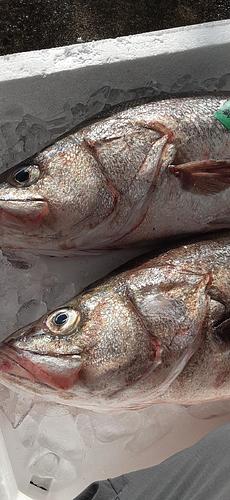 スズキ2入約6kg(底曳)