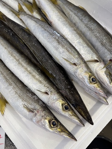 ホンカマス20入約4kg(沿岸)