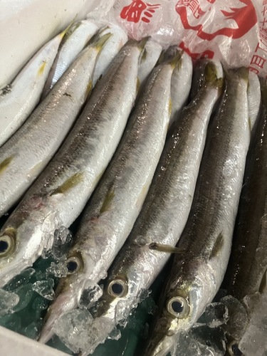カマス21入約5.1kg(底曳)