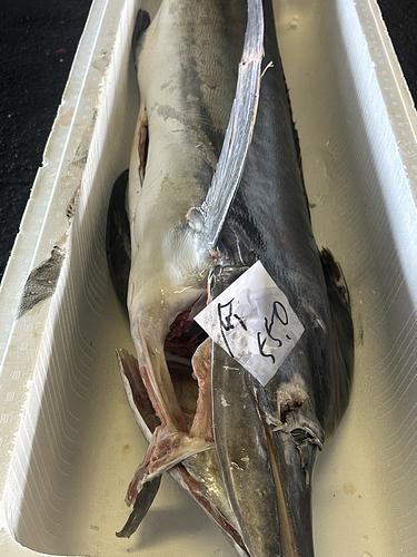 シロカジキ尻尾1入約3kg(沿岸)