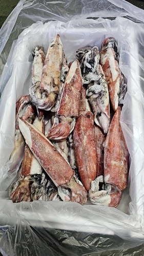 ケンサキイカ(冷凍)200-300サイズ約5kg(釣)