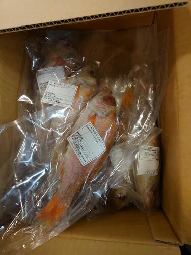 ノドグロ（冷凍）9入約3kg