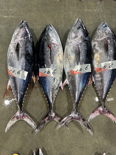 メジマグロ1入約10kg(定置)
