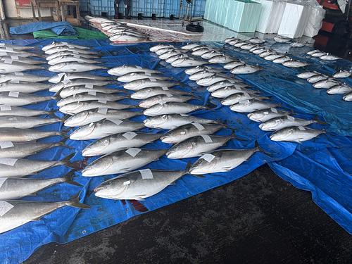 活〆ブリ(定置)