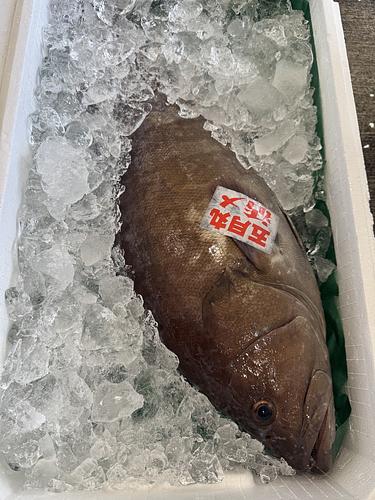 活〆マハタ1入約3.6kg(釣)