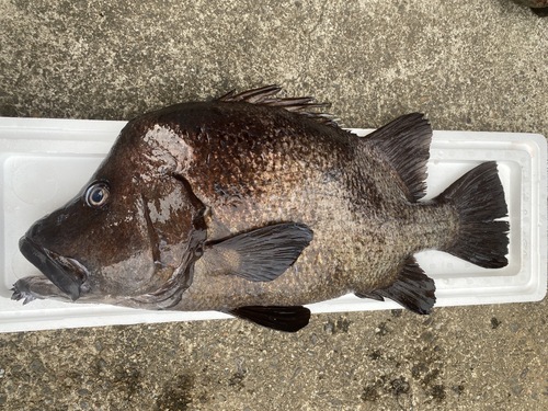 活〆ヒゲダイ1入約6.4kg(銛突)