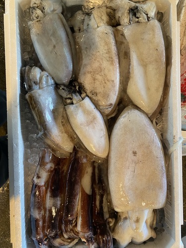 鮮魚BOX11入約4.5kg(定置)