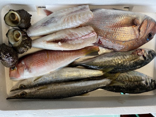 鮮魚BOX①約2.8kg
