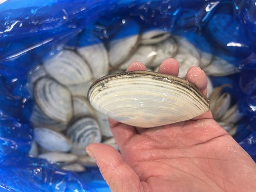 白貝中小約5kg