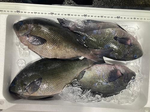 グレ8/10入 4k8入約4kg(定置)