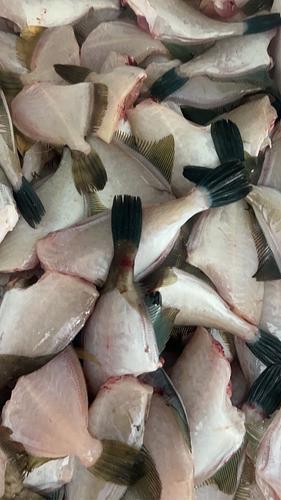 鮮魚BOX約6kg(定置)